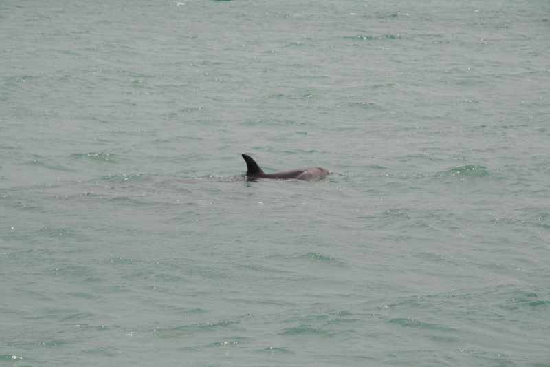 Nieuw-Zeeland 2011 - 0210
